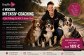 🚨 4 Wochen DogMa TV Intensiv-Coaching – Klare Führung für dich & deinen Hund